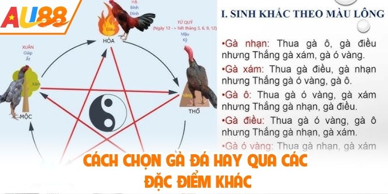 Cách chọn gà đá hay qua các đặc điểm khác
