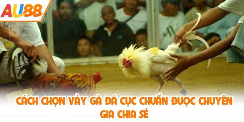 cách chọn vảy gà đá